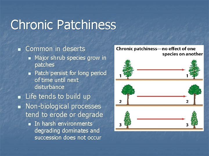Chronic Patchiness n Common in deserts n n Major shrub species grow in patches