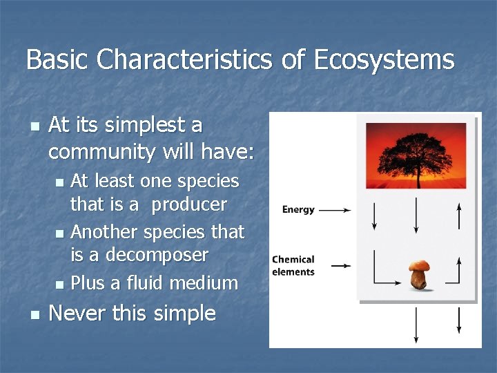 Basic Characteristics of Ecosystems n At its simplest a community will have: At least