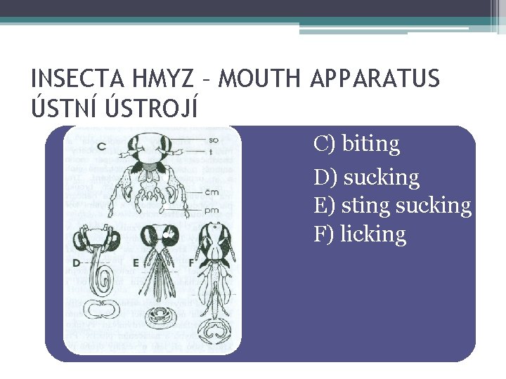 INSECTA HMYZ – MOUTH APPARATUS ÚSTNÍ ÚSTROJÍ C) biting • • • D) sucking