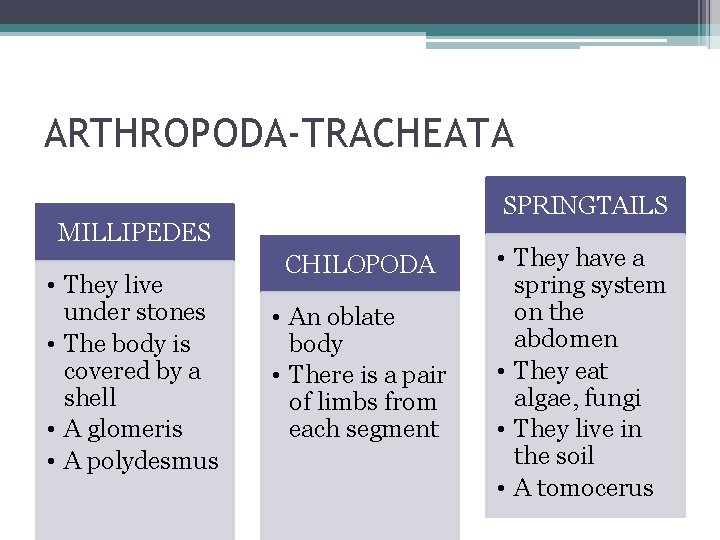 ARTHROPODA-TRACHEATA SPRINGTAILS MILLIPEDES • They live under stones • The body is covered by