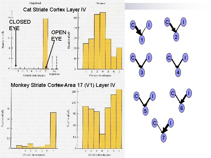 Cat Striate Cortex Layer IV CLOSED EYE C OPEN EYE C I I 2