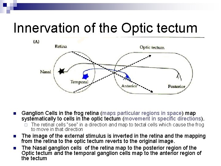 Innervation of the Optic tectum n Ganglion Cells in the frog retina (maps particular Innervation of the Optic tectum n Ganglion Cells in the frog retina (maps particular