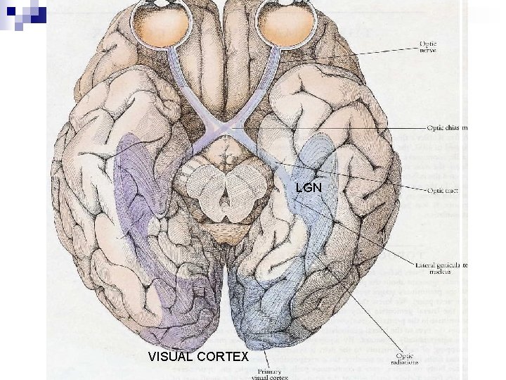 LGN VISUAL CORTEX 