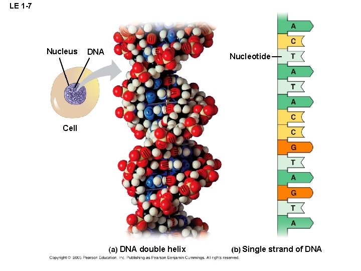 LE 1 -7 Nucleus DNA Nucleotide Cell DNA double helix Single strand of DNA