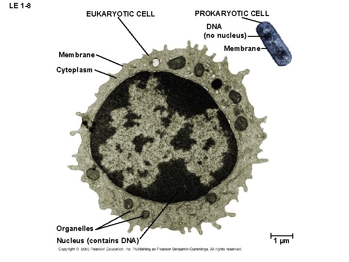 LE 1 -8 EUKARYOTIC CELL PROKARYOTIC CELL DNA (no nucleus) Membrane Cytoplasm Organelles Nucleus