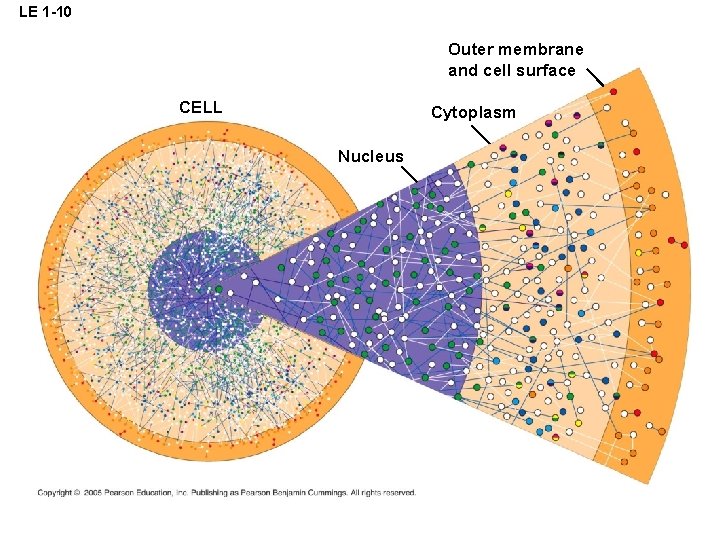 LE 1 -10 Outer membrane and cell surface CELL Cytoplasm Nucleus 