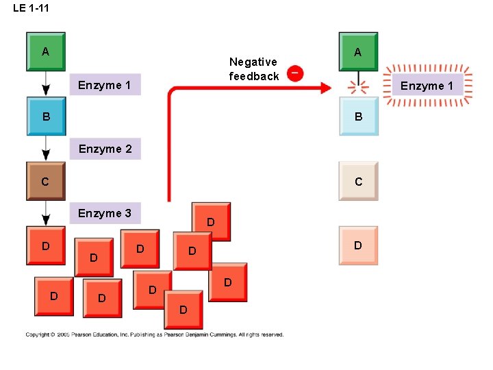 LE 1 -11 A Negative feedback Enzyme 1 B A Enzyme 1 B Enzyme