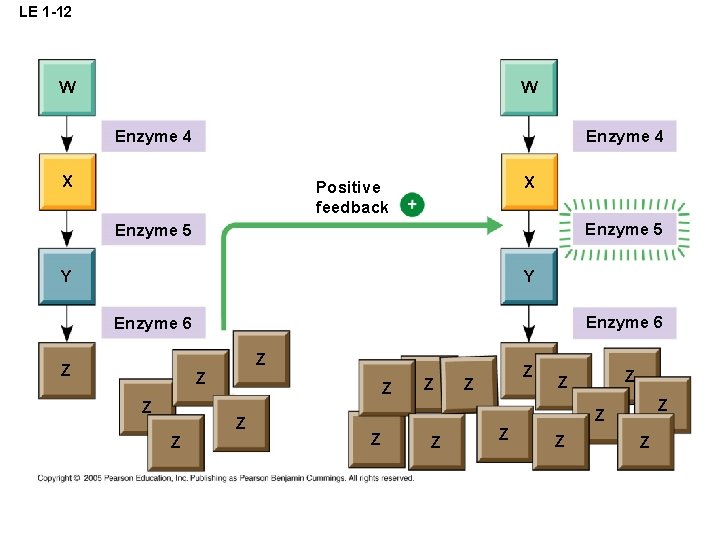 LE 1 -12 W W Enzyme 4 X X Positive feedback Enzyme 5 Y