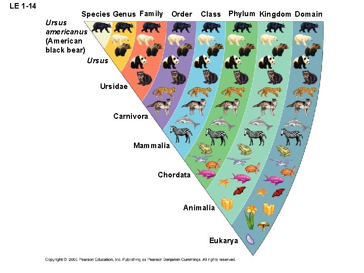 LE 1 -14 Species Genus Family Order Class Phylum Kingdom Domain Ursus americanus (American