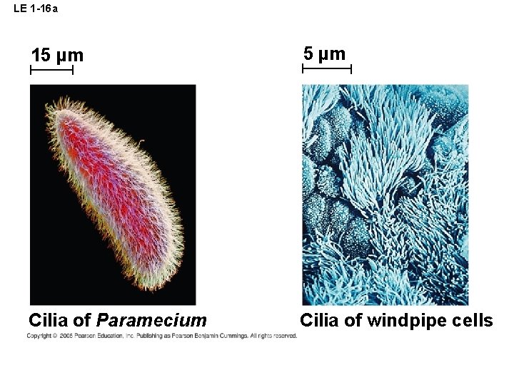 LE 1 -16 a 15 µm Cilia of Paramecium Cilia of windpipe cells 