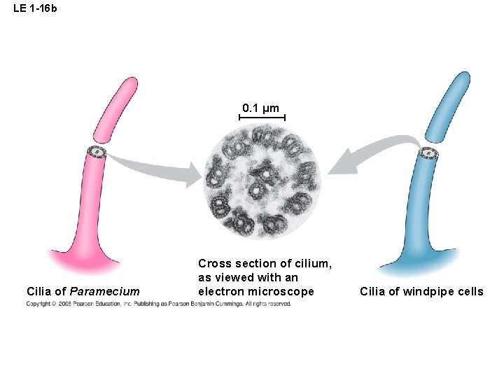 LE 1 -16 b 0. 1 µm Cilia of Paramecium Cross section of cilium,