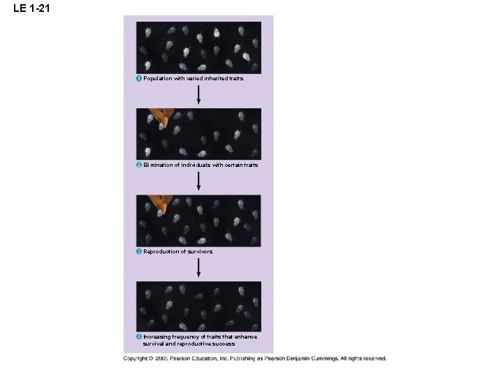 LE 1 -21 Population with varied inherited traits Elimination of individuals with certain traits