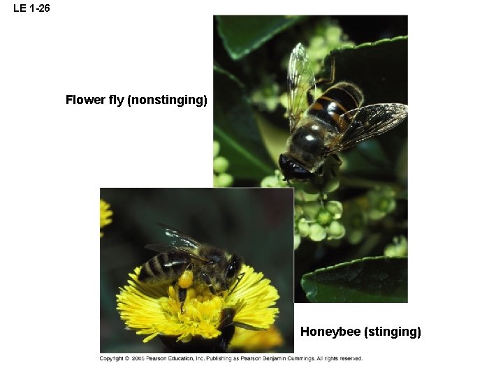 LE 1 -26 Flower fly (nonstinging) Honeybee (stinging) 