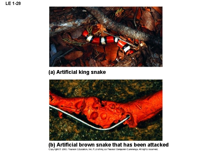 LE 1 -28 (a) Artificial king snake (b) Artificial brown snake that has been