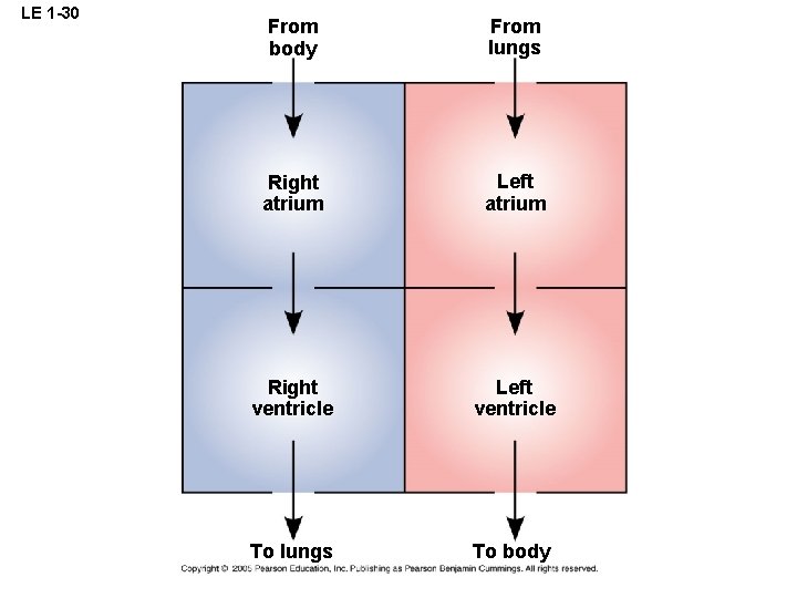 LE 1 -30 From body From lungs Right atrium Left atrium Right ventricle Left