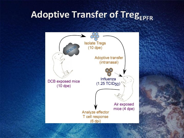 Adoptive Transfer of Treg. EPFR 