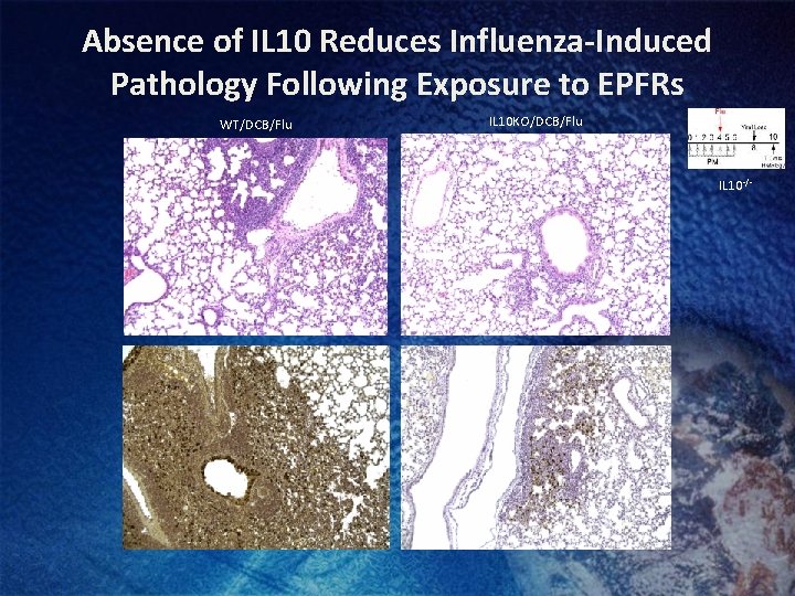 Absence of IL 10 Reduces Influenza-Induced Pathology Following Exposure to EPFRs WT/DCB/Flu IL 10