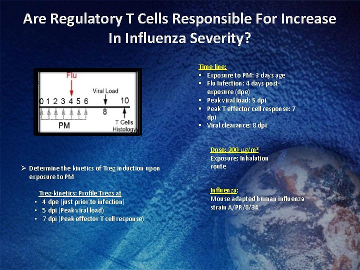 Are Regulatory T Cells Responsible For Increase In Influenza Severity? Time line: § Exposure