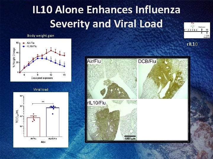 IL 10 Alone Enhances Influenza Severity and Viral Load Body weight gain r. IL