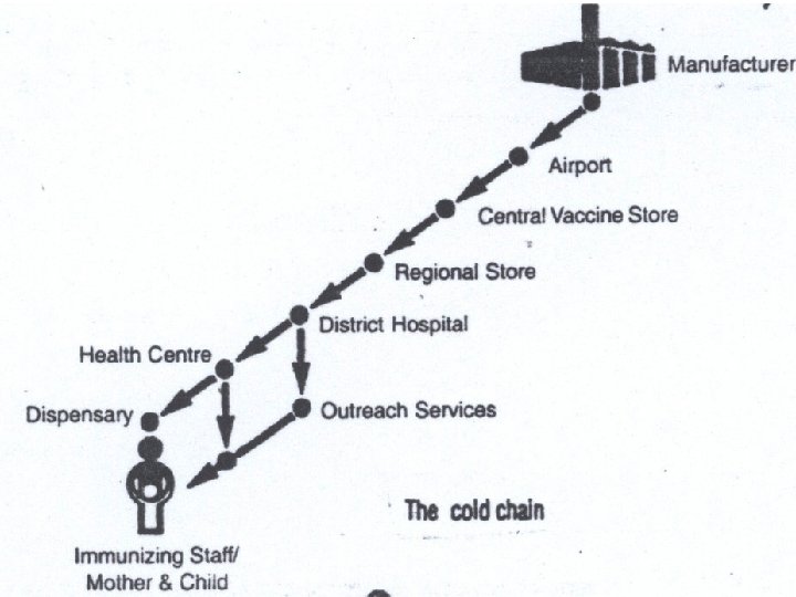 Immunization 32 Immunization 32