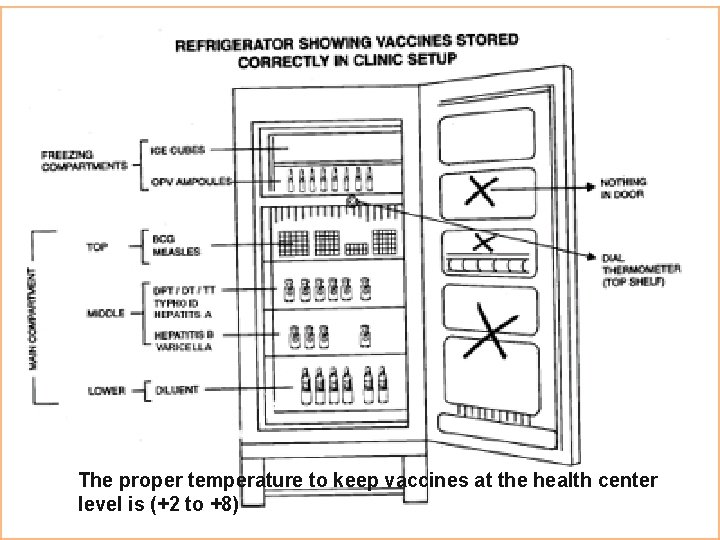 The proper temperature to keep vaccines at the health center level is (+2 to The proper temperature to keep vaccines at the health center level is (+2 to