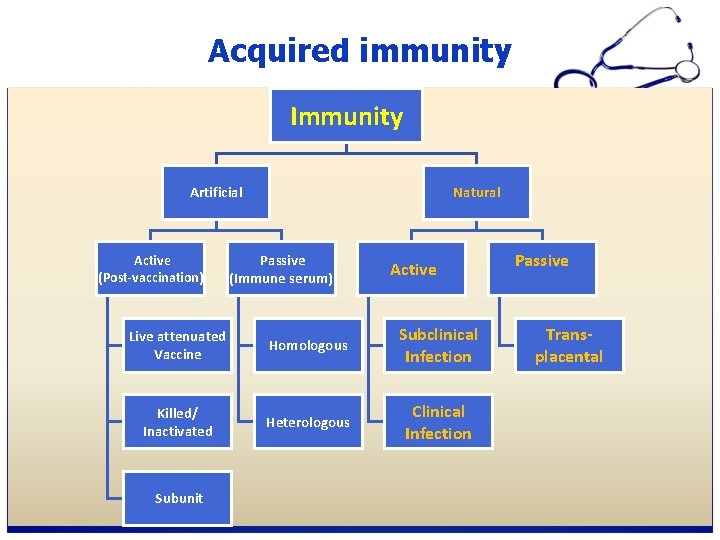 Acquired immunity Immunity Artificial Active (Post-vaccination) Natural Passive (Immune serum) Active Live attenuated Vaccine Acquired immunity Immunity Artificial Active (Post-vaccination) Natural Passive (Immune serum) Active Live attenuated Vaccine