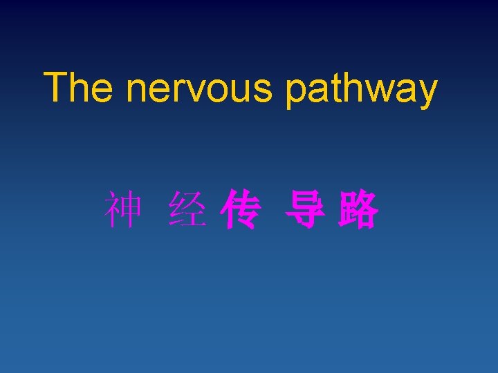 The nervous pathway 神 经传 导路 