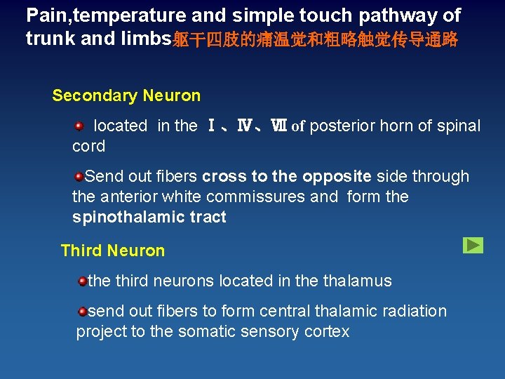 Pain, temperature and simple touch pathway of trunk and limbs躯干四肢的痛温觉和粗略触觉传导通路 Secondary Neuron located in