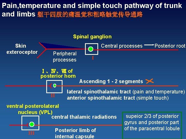 Pain, temperature and simple touch pathway of trunk and limbs 躯干四肢的痛温觉和粗略触觉传导通路 Spinal ganglion Skin