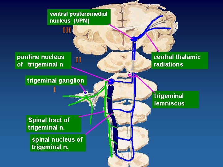 ventral posteromedial nucleus (VPM) III pontine nucleus of trigeminal n II central thalamic radiations