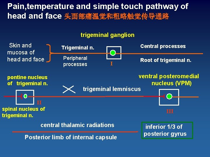 Pain, temperature and simple touch pathway of head and face 头面部痛温觉和粗略触觉传导通路 trigeminal ganglion Skin