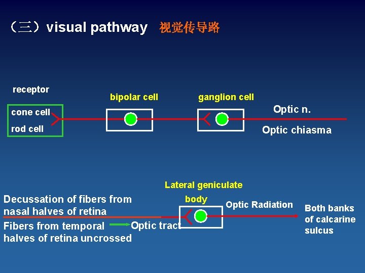 （三）visual pathway 视觉传导路 receptor bipolar cell ganglion cell Optic n. cone cell rod cell