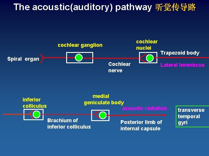 The acoustic(auditory) pathway 听觉传导路 cochlear nuclei cochlear ganglion Spiral organ inferior colliculus Cochlear nerve