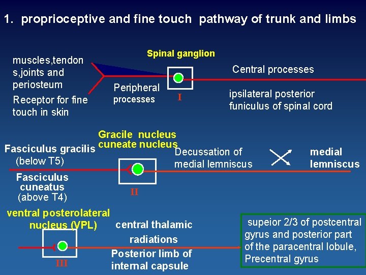 1. proprioceptive and fine touch pathway of trunk and limbs muscles, tendon s, joints