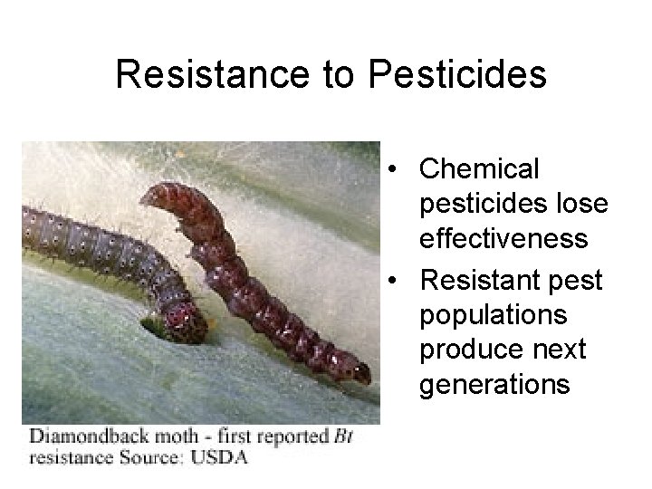 Resistance to Pesticides • Chemical pesticides lose effectiveness • Resistant pest populations produce next