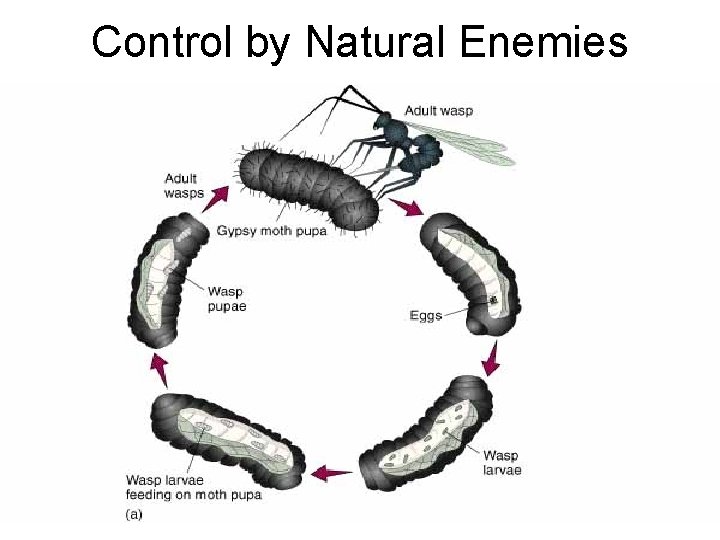 Control by Natural Enemies 