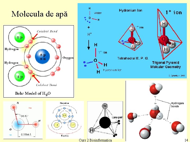 Molecula de apă Curs 2 Bioinformatica 14 