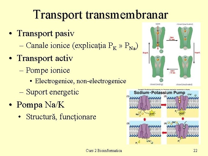 Transport transmembranar • Transport pasiv – Canale ionice (explicația PK » PNa) • Transport