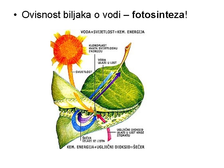  • Ovisnost biljaka o vodi – fotosinteza! 