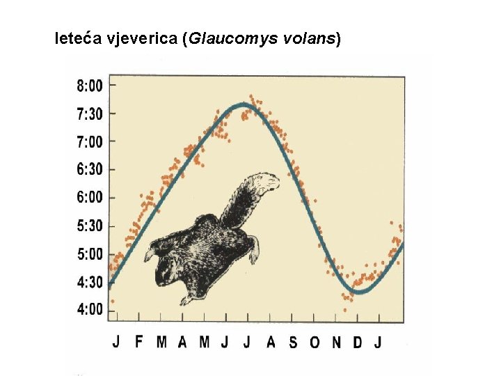 leteća vjeverica (Glaucomys volans) 