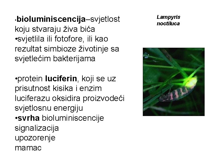  • bioluminiscencija–svjetlost koju stvaraju živa bića • svjetlila ili fotofore, ili kao rezultat