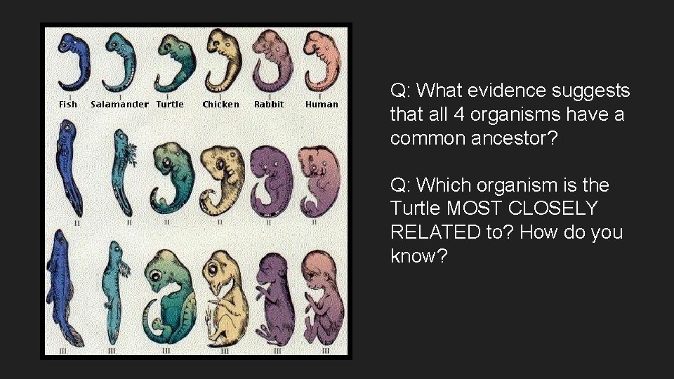 Q: What evidence suggests that all 4 organisms have a common ancestor? Q: Which