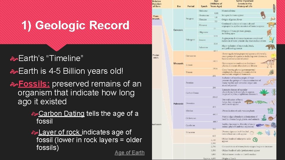 1) Geologic Record Earth’s “Timeline” Earth is 4 -5 Billion years old! Fossils: preserved