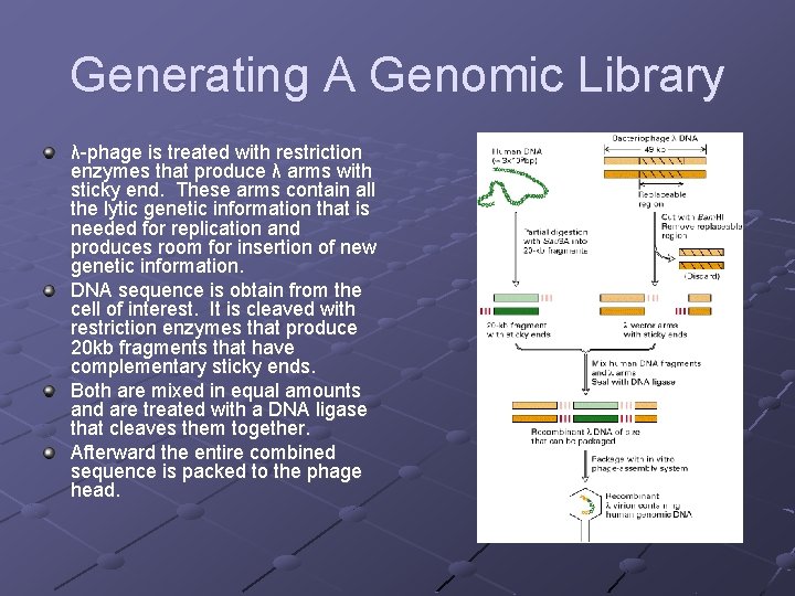 Genomic DNA c DNA Libraries By Tal H