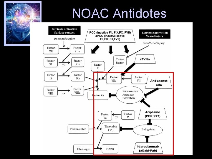 NOAC Antidotes 