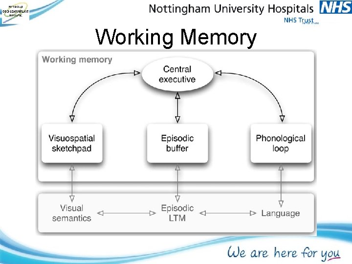 Working Memory Working Memory