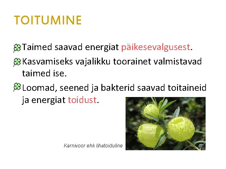 TOITUMINE Taimed saavad energiat päikesevalgusest. Kasvamiseks vajalikku toorainet valmistavad taimed ise. Loomad, seened ja