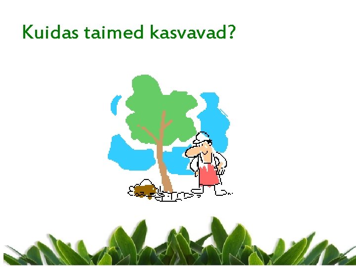 Kuidas taimed kasvavad? 