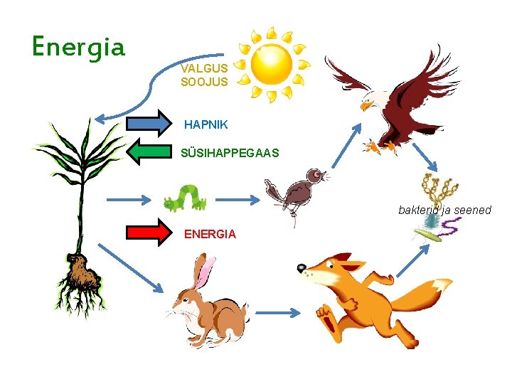 Energia VALGUS SOOJUS HAPNIK SÜSIHAPPEGAAS bakterid ja seened ENERGIA 