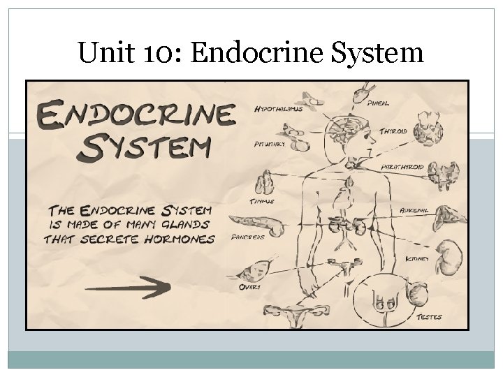 Unit 10: Endocrine System 